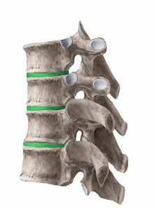Discos intervertebrales: ¿es posible regenerarlos?